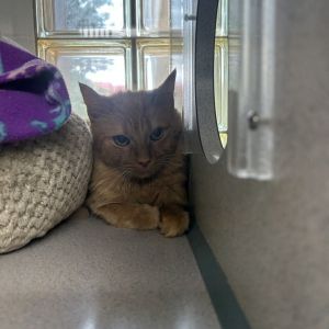Brody, Adult Male Domestic Long Hair