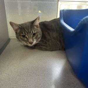 Momo, Young Female Domestic Short Hair