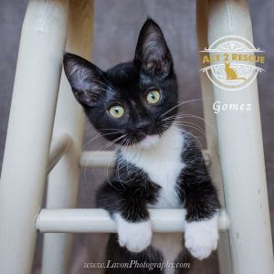 Gomez, Young Male unknown