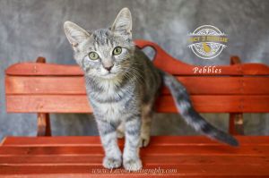 Pebbles 2, Young Female unknown