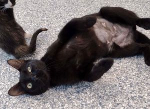 Rivera Domestic Short Hair Cat