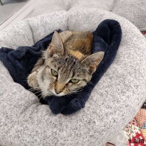 Layla Domestic Short Hair Cat