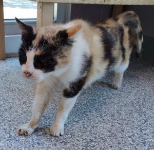 Bottle Rocket Domestic Short Hair Cat