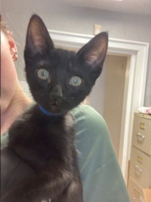 Raven Domestic Short Hair Cat
