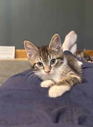 Kitten Envoi, Baby Male Domestic Short Hair