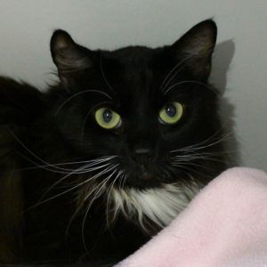 Emmy, Adult Female Domestic Medium Hair