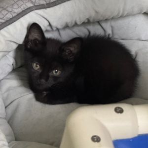 Nova, Baby Female Domestic Short Hair