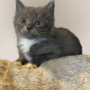 Monaco, Baby Male Domestic Long Hair
