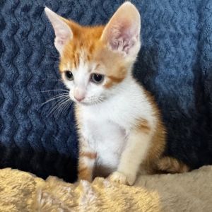 Hudson, Baby Male Domestic Medium Hair