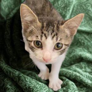 Fausto, Baby Male Domestic Short Hair