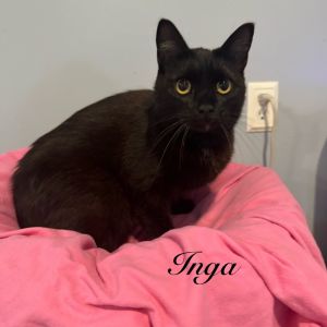 Inga, Senior Female Domestic Short Hair