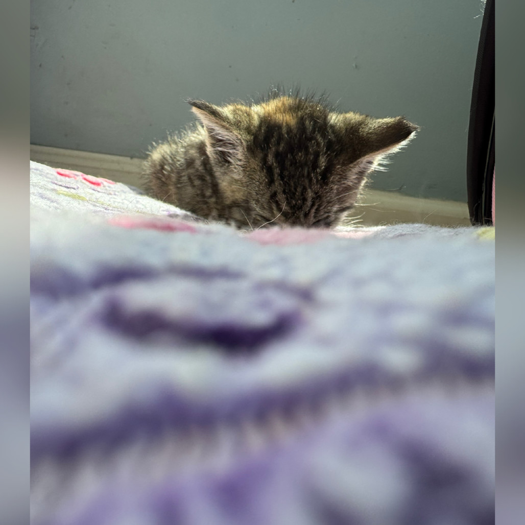 Liliana