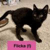 Flicka photo 1