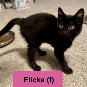 Flicka, Baby Female Domestic Short Hair