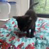 Flicka photo 2