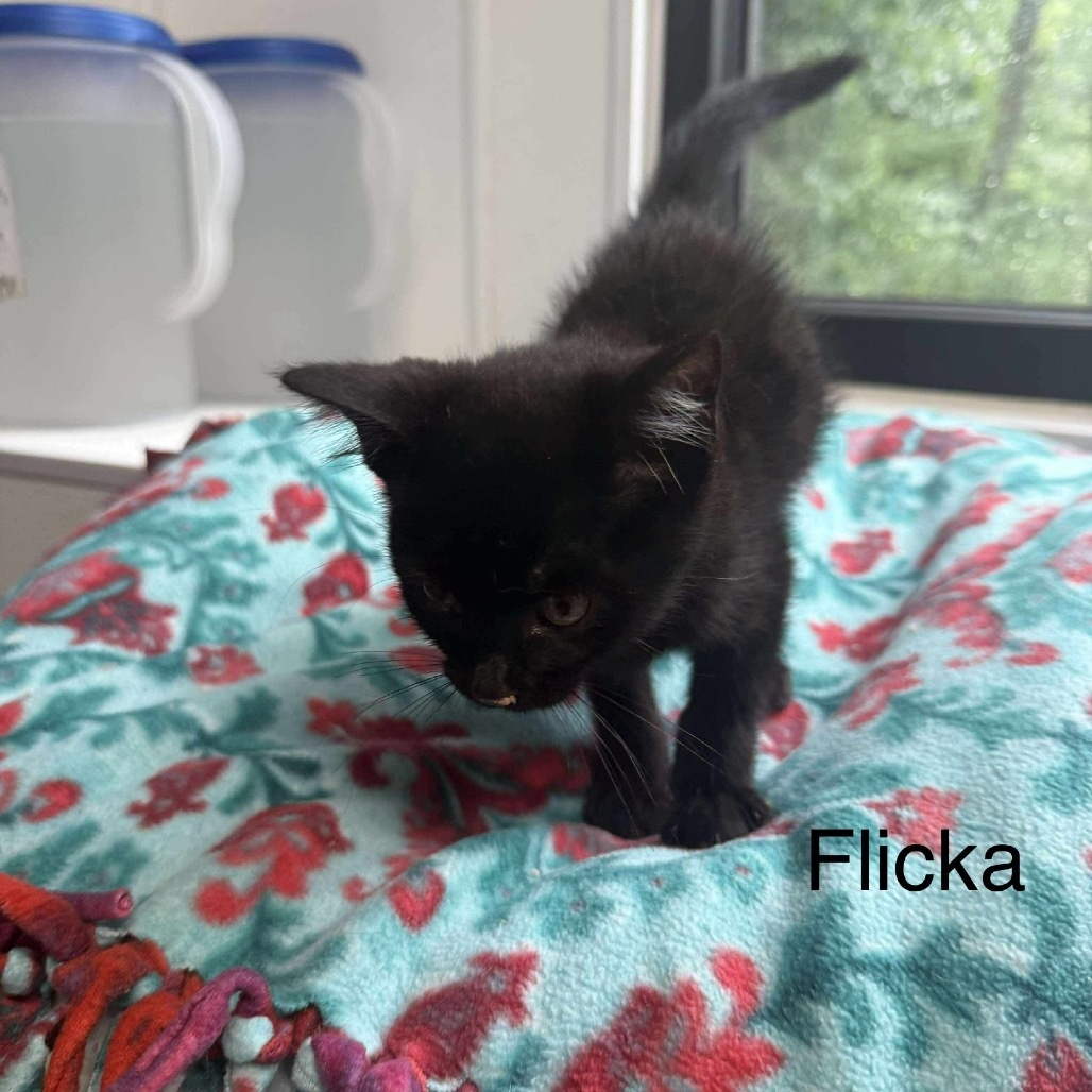 Flicka