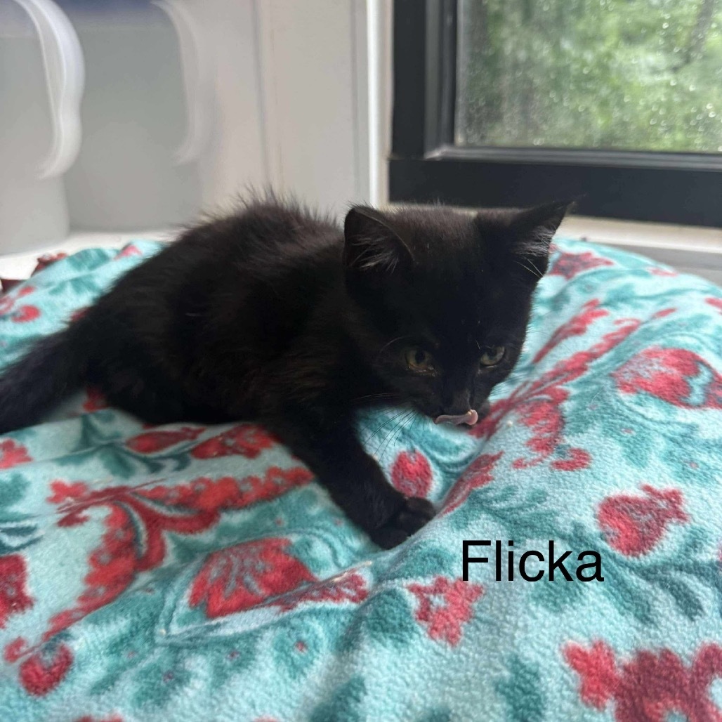 Flicka