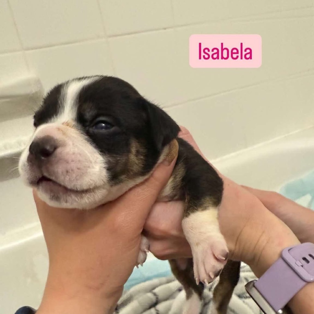 Isabella