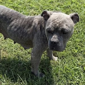 Poppy, Adult Female unknown