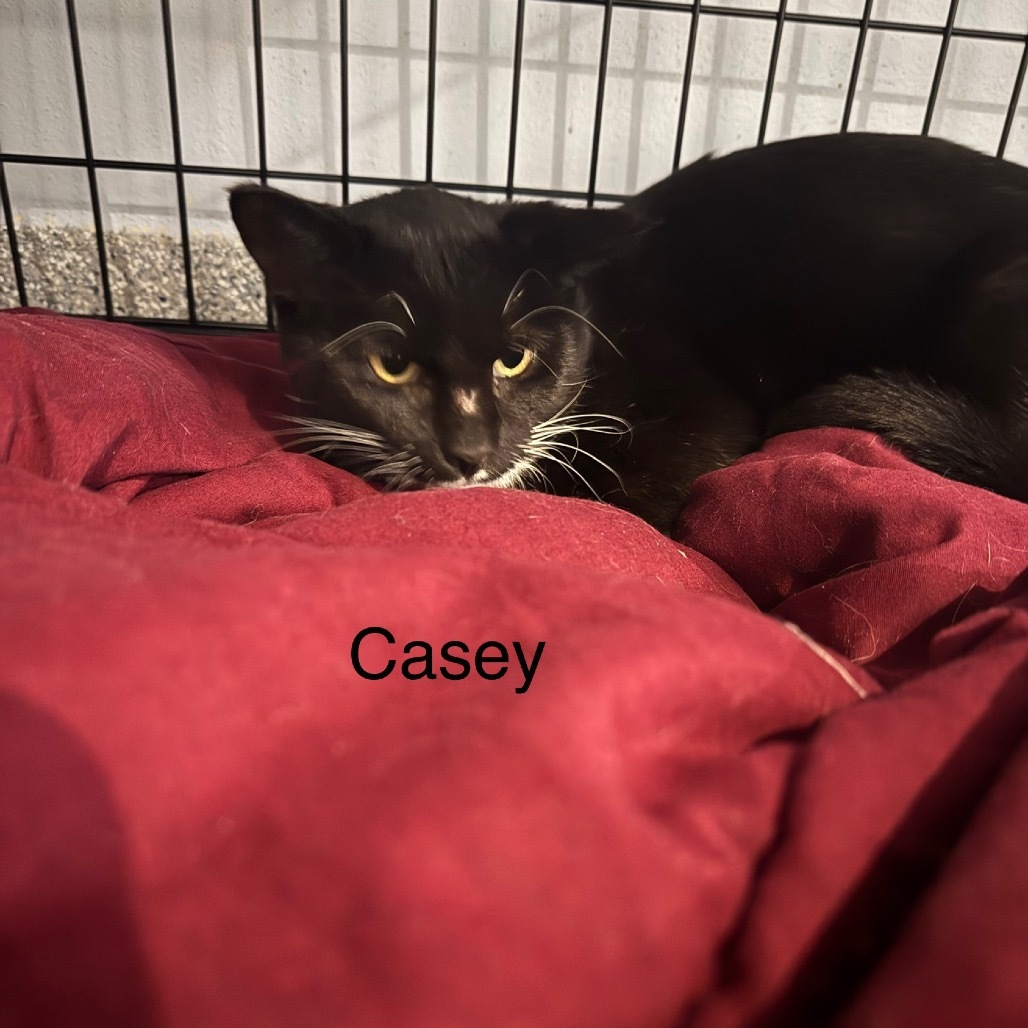 Casey