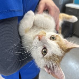 Yukon, Baby Male Domestic Short Hair