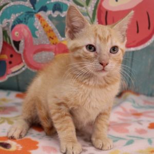 Tigger, Baby Male Domestic Medium Hair