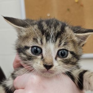 Johnnie, Baby Male Domestic Short Hair