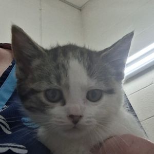 Pixie, Baby Female Domestic Short Hair