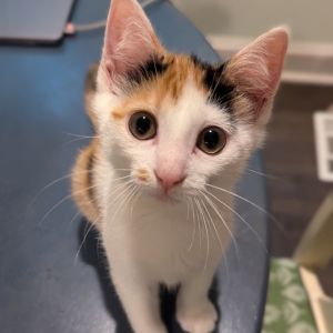 Widowdusk, Baby Female Domestic Short Hair