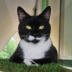 Paisley, Adult Female Domestic Short Hair