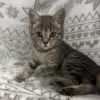 Purrl Grey photo 1
