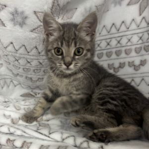 Purrl Grey, Baby Female Domestic Short Hair