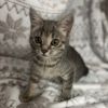 Purrl Grey photo 2