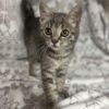 Purrl Grey photo 3