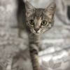 Purrl Grey photo 4