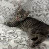 Purrl Grey photo 5