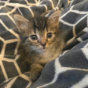 Tiny, Baby Female Domestic Short Hair