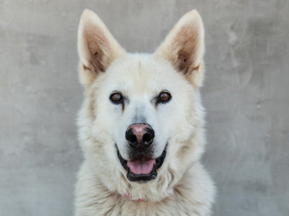 Aleu