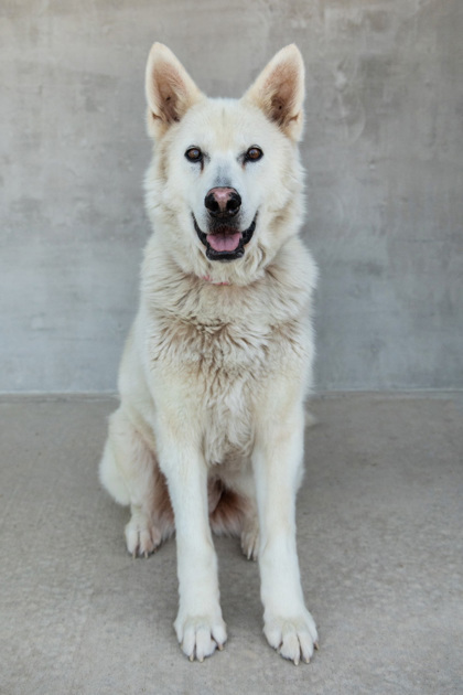 Aleu