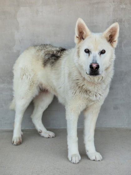 Aleu