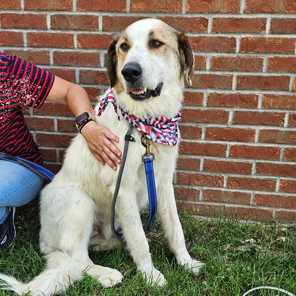 Wayne, an adoptable Mixed Breed in Bismarck, ND, 58507 | Photo Image 1