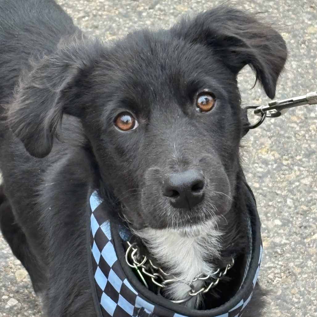 Cruz, an adoptable Mixed Breed in Bismarck, ND, 58507 | Photo Image 1
