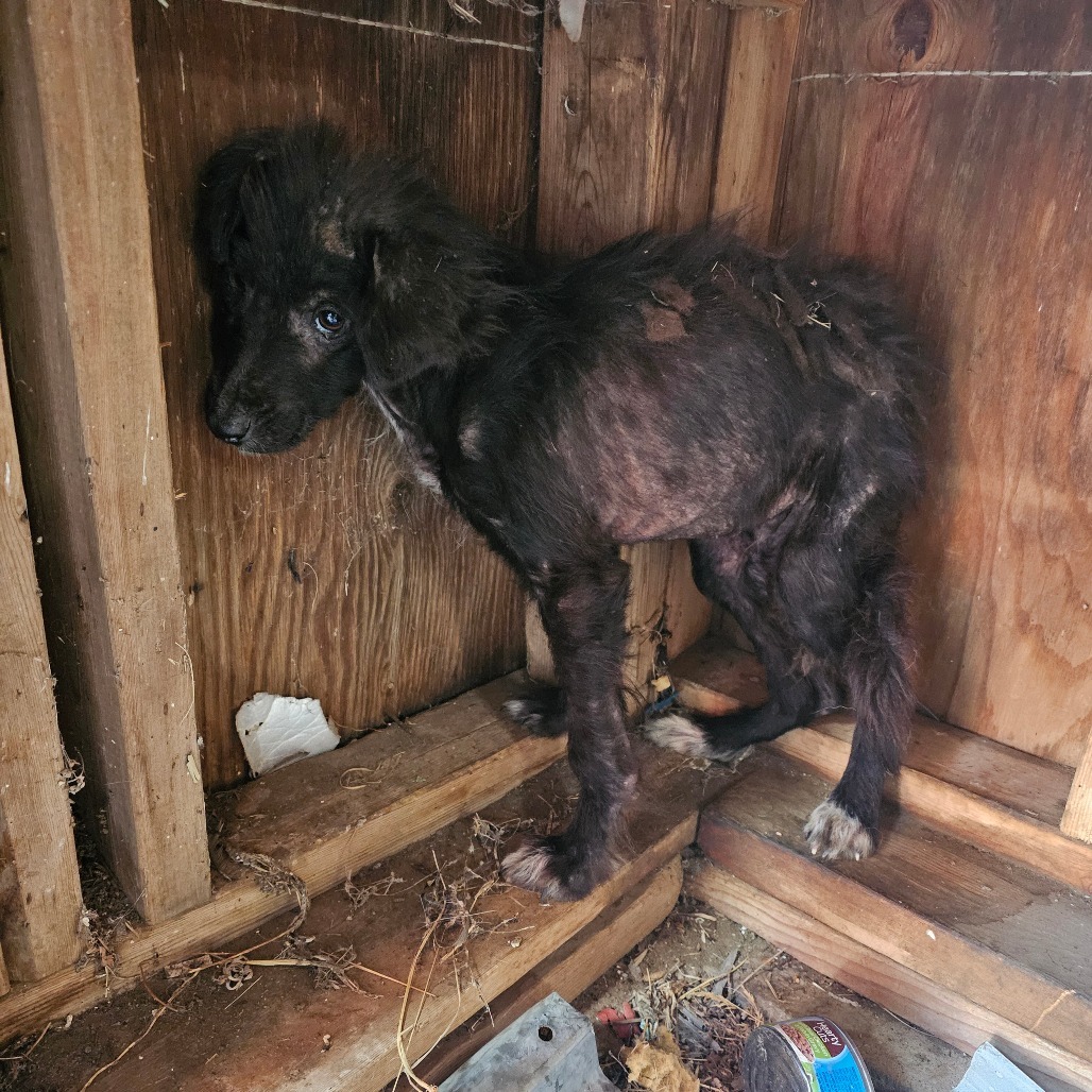 Cruz, an adoptable Mixed Breed in Bismarck, ND, 58507 | Photo Image 2