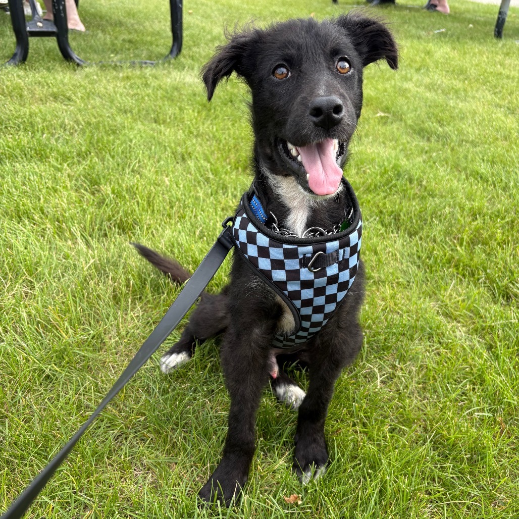 Cruz, an adoptable Mixed Breed in Bismarck, ND, 58507 | Photo Image 3