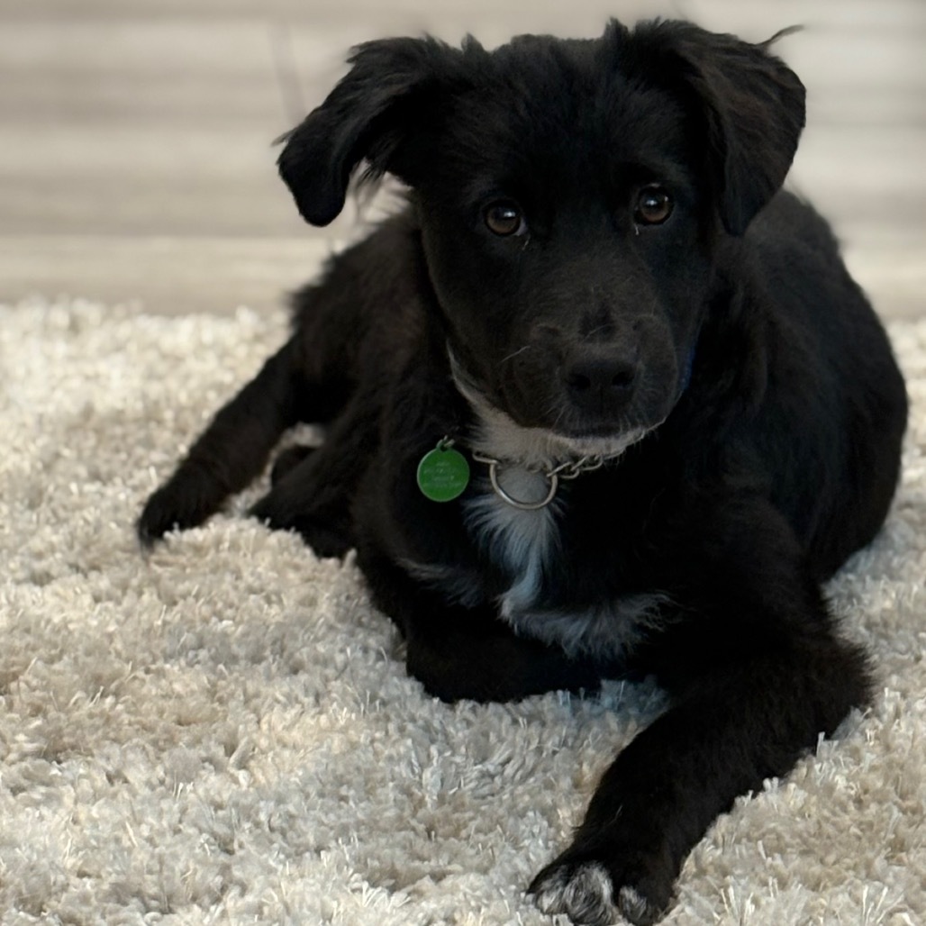 Cruz, an adoptable Mixed Breed in Bismarck, ND, 58507 | Photo Image 4