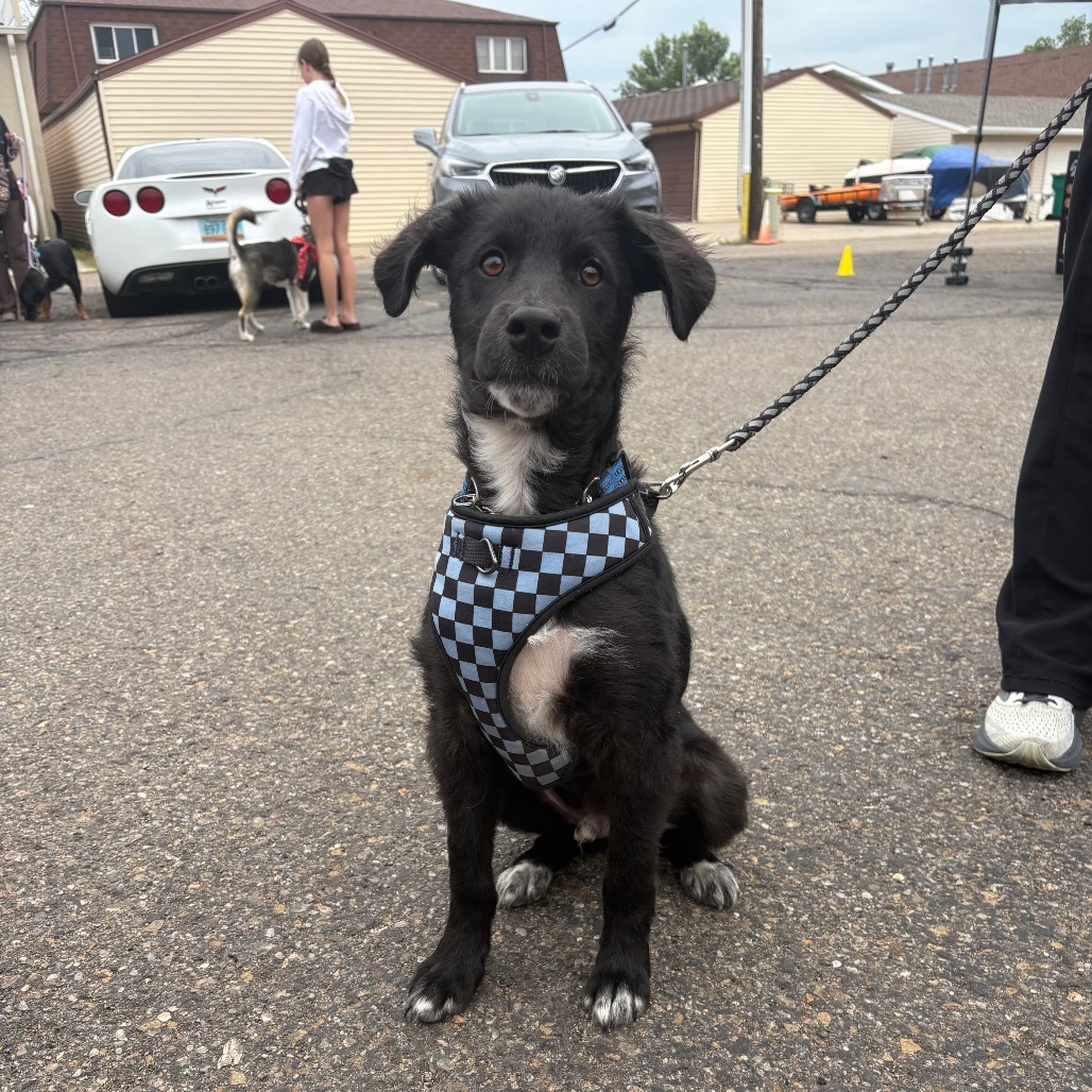 Cruz, an adoptable Mixed Breed in Bismarck, ND, 58507 | Photo Image 5