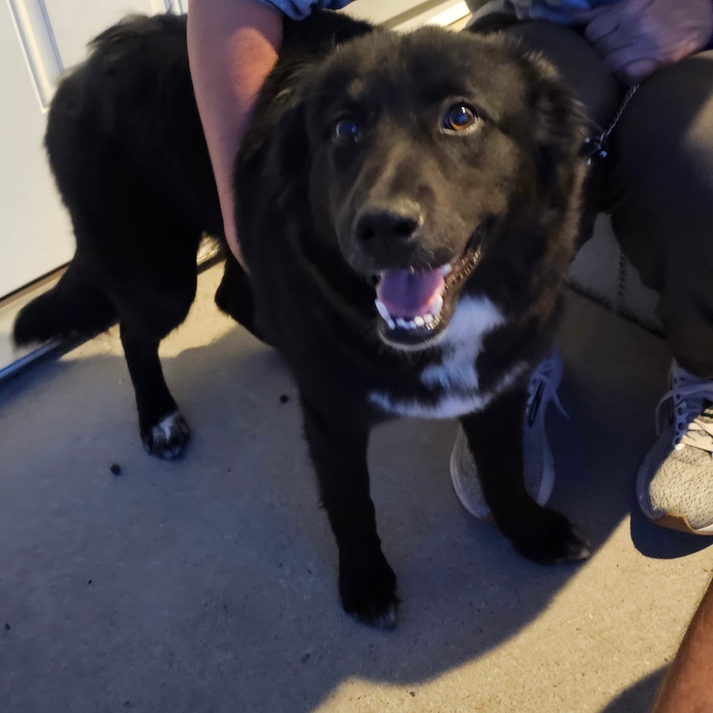 Cruz, an adoptable Mixed Breed in Bismarck, ND, 58507 | Photo Image 6