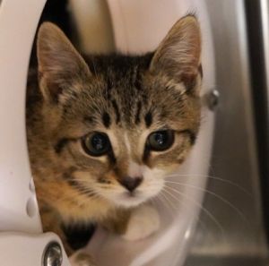 Melonie, Baby Female Domestic Short Hair