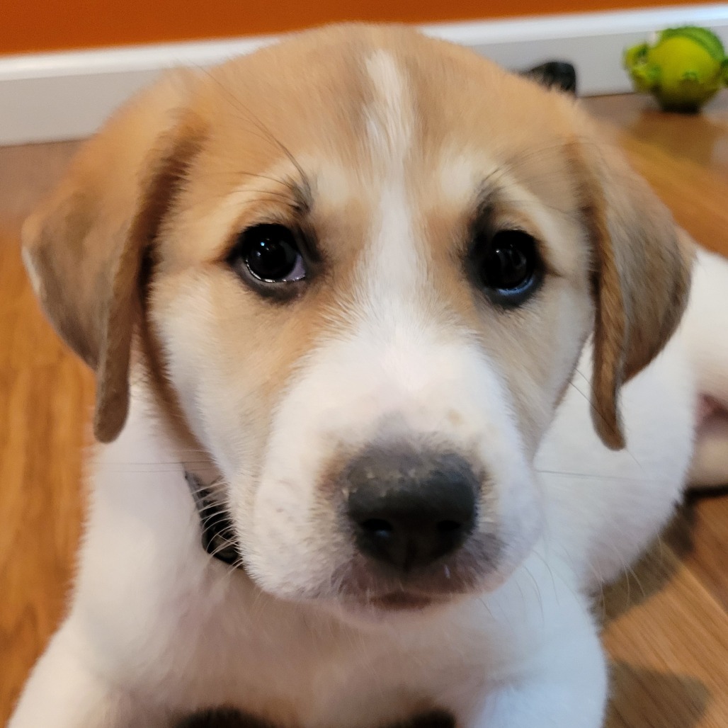 Daisy