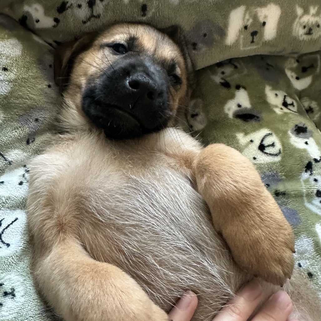 Willow